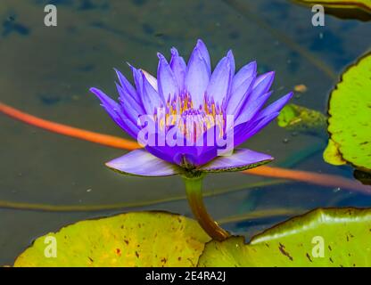 Blue Water Lily Lotus Green Lily Pads Moorea Tahiti Französisch Polynesien Stockfoto