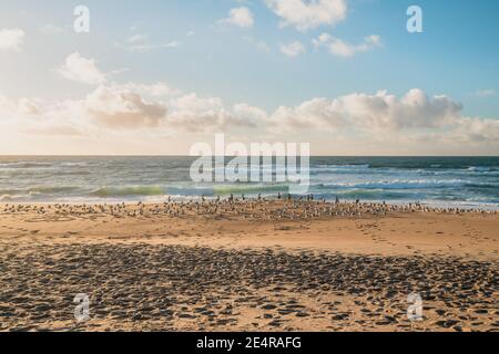 Schöne Seestang und Schar von Vögeln am Strand, wolkigen Himmel im Hintergrund Stockfoto