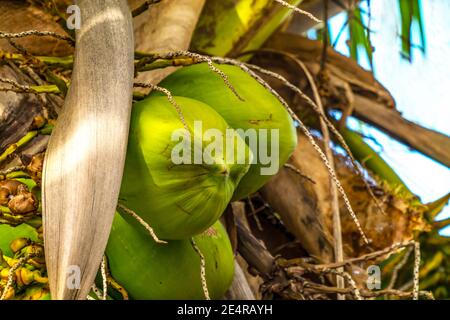 Grüne Kokosnüsse PalmenbaumLeaves Moorea Tahiti Französisch Polynesien. Kokosnüsse haben Milchfleisch, wenn sie getrocknet werden Copra. Wird in Kosmetika verwendet. Stockfoto