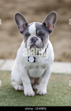 5-Monate-Old Pied Frenchie Puppy Männlich Sitzend Stockfoto
