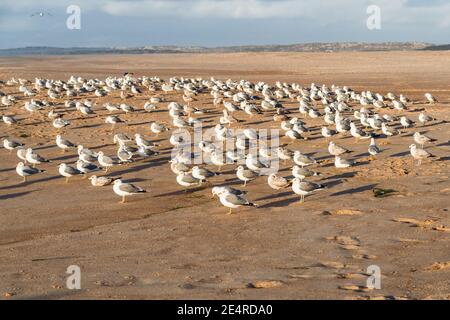 Große Kolonie von Möwen am Strand bei Sonnenuntergang, California Central Coast Stockfoto