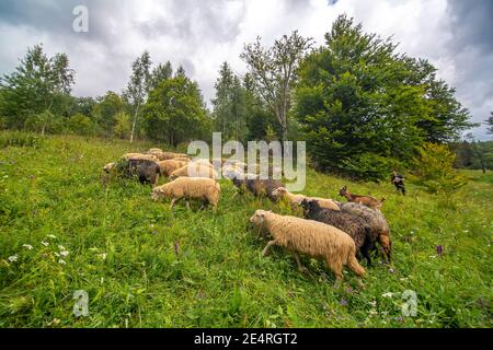 Die Schafherde grast im grünen Hügelland. Ländliche Landwirtschaft. Stockfoto