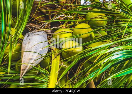 Grüne Kokosnüsse PalmenbaumLeaves Moorea Tahiti Französisch Polynesien. Kokosnüsse haben Milchfleisch getrocknet werden copra. Wird in Kosmetika verwendet