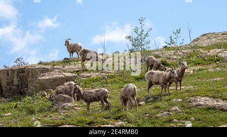 Bergziegen in Glacier Stockfoto