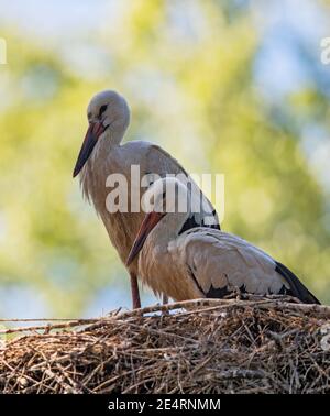Weißstorch (Ciconia ciconia) zwei junge Vögel sitzen im Storchennest, Baden-Württemberg, Deutschland Stockfoto