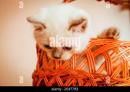 Kätzchen in einem orangefarbenen Korb. Kitten tummeln und klettern überall. Stockfoto