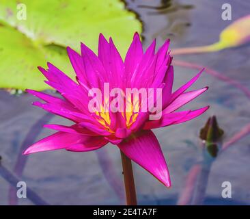 Rosa Lila Gelb Siam Wasserlilie Lotus Grüne Lilie Pads Moorea Tahiti Französisch-Polynesien Stockfoto