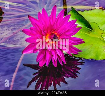 Rosa Lila Gelb Siam Wasserlilie Lotus Grüne Lilie Pads Moorea Tahiti Französisch-Polynesien Stockfoto