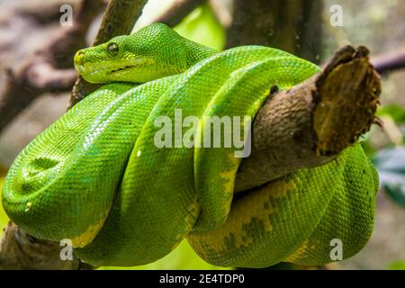 Die grüne Baumpython (Morelia viridis) ist eine Schlangenart aus der Familie Pythonidae. Es ist eine leuchtend grüne Schlange, die in der Regel in Bäumen lebt. Stockfoto