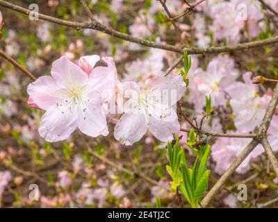 Royal Azalea (Rhododendron schlippenbachii) ist eine Rhododendron-Art, die auf der koreanischen Halbinsel beheimatet ist. Es ist der dominierende Untergeschossstrauch in vielen K Stockfoto