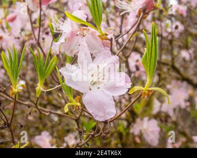 Royal Azalea (Rhododendron schlippenbachii) ist eine Rhododendron-Art, die auf der koreanischen Halbinsel beheimatet ist. Es ist der dominierende Untergeschossstrauch in vielen K Stockfoto