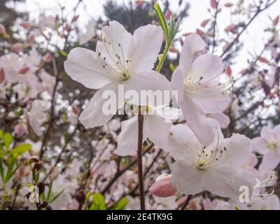 Royal Azalea (Rhododendron schlippenbachii) ist eine Rhododendron-Art, die auf der koreanischen Halbinsel beheimatet ist. Es ist der dominierende Untergeschossstrauch in vielen K Stockfoto