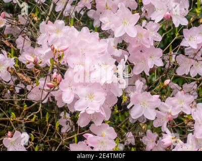 Royal Azalea (Rhododendron schlippenbachii) ist eine Rhododendron-Art, die auf der koreanischen Halbinsel beheimatet ist. Es ist der dominierende Untergeschossstrauch in vielen K Stockfoto