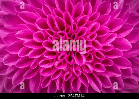 Nahaufnahme der lila rosa Blume Dahlia pinnata. Dahlia pinnata Cav. Mit violetter Farbe in voller Blüte. Blumenhintergrund Stockfoto