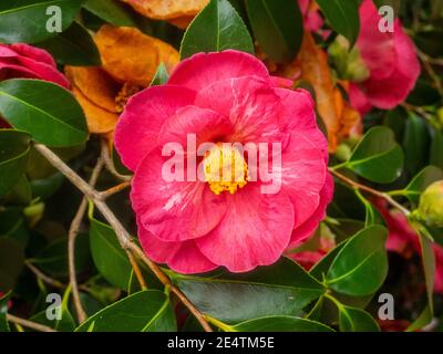 Die japanische Kamelie (Camellia japonica) ist eine der bekanntesten Arten der Gattung Camellia. Stockfoto