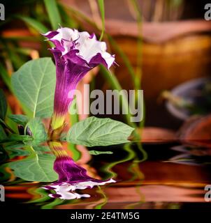 Schöne Brugmansia Pers Blume im Garten mit Reflexion Stockfoto