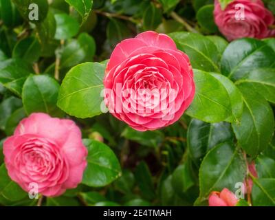 Die japanische Kamelie (Camellia japonica) ist eine der bekanntesten Arten der Gattung Camellia. Stockfoto