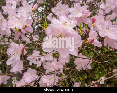 Royal Azalea (Rhododendron schlippenbachii) ist eine Rhododendron-Art, die auf der koreanischen Halbinsel beheimatet ist. Es ist der dominierende Untergeschossstrauch in vielen K Stockfoto