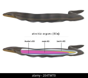 Elektrophorus voltai. Neu entdeckte elektrische Aalarten. Dunkelgrau-braun auf dem Rücken und gelb oder orange auf dem Bauch. Anatomie. Stockfoto