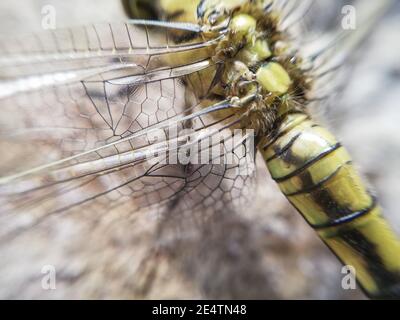 Geburt einer Libelle an der Wand des Gartens. Insekt in Nahaufnahme. Libelle im Makro Stockfoto