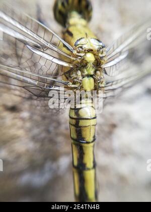 Geburt einer Libelle an der Wand des Gartens. Insekt in Nahaufnahme. Libelle im Makro Stockfoto