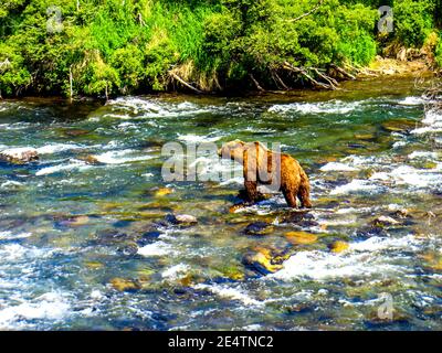 Grizzly Bär auf der Jagd nach Sockeye Lachs am Brooks Run in Alaska. Stockfoto