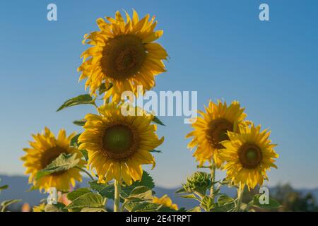 Sonnenblumen Feld über blauen Himmel Hintergrund. Nahaufnahme von Sonnenblumen blühenden, natürliche Blumen Hintergründe. Stockfoto