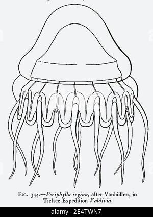 Medusen der Welt-vol03 fig344 Periphylla regina. Stockfoto