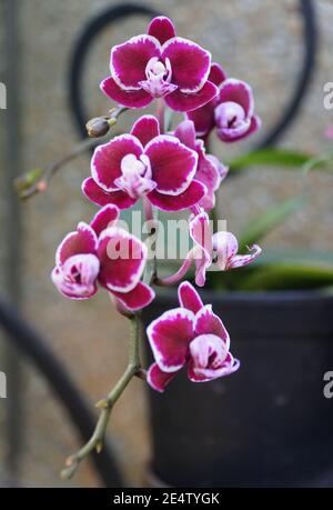 Schöne kleine lila und weiße Miltoniopsis rote Orchideenblüten Stockfoto