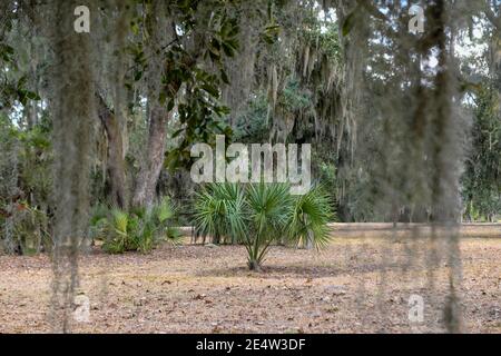 Spanisches Moos auf lebender Eiche in South Carolina Low Country Bei Sonnenuntergang - Epiphyte Tillandsia usneoides - Deep South Epiphytic Pflanzen - südliches Laub Stockfoto