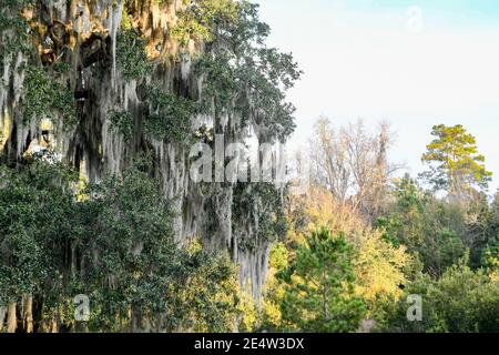 Spanisches Moos auf lebender Eiche in South Carolina Low Country Bei Sonnenuntergang - Epiphyte Tillandsia usneoides - Deep South Epiphytic Pflanzen - südliches Laub Stockfoto