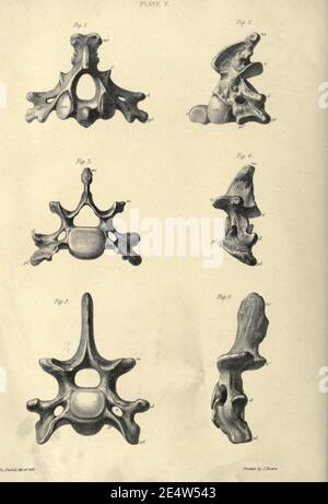 Memoiren über das Megatherium oder riesige Bodenfaulheit Amerikas Stockfoto