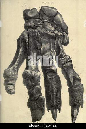 Memoiren über das Megatherium oder riesige Bodenfaulheit Amerikas Stockfoto