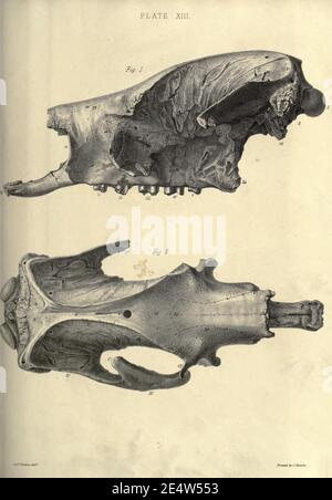 Memoiren über das Megatherium oder riesige Bodenfaulheit Amerikas Stockfoto