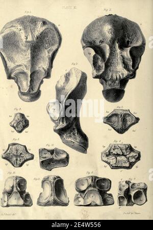 Memoiren über das Megatherium oder riesige Bodenfaulheit Amerikas Stockfoto