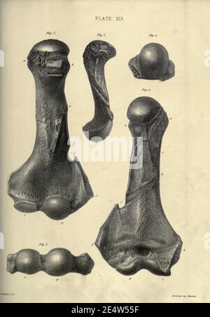 Memoiren über das Megatherium oder riesige Bodenfaulheit Amerikas Stockfoto