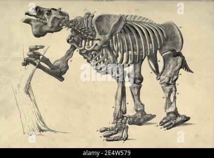 Memoiren über das Megatherium oder riesige Bodenfaulheit Amerikas Stockfoto