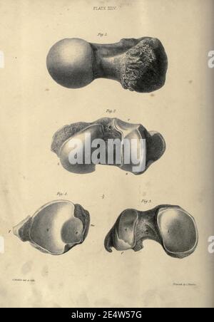 Memoiren über das Megatherium oder riesige Bodenfaulheit Amerikas Stockfoto