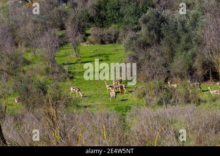 Eine Gruppe von Berggazellen in einem Park namens The Deer Valley in Jerusalem Stockfoto