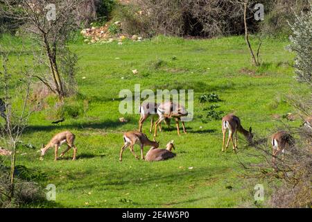 Eine Gruppe von Berggazellen in einem Park namens The Deer Valley in Jerusalem Stockfoto