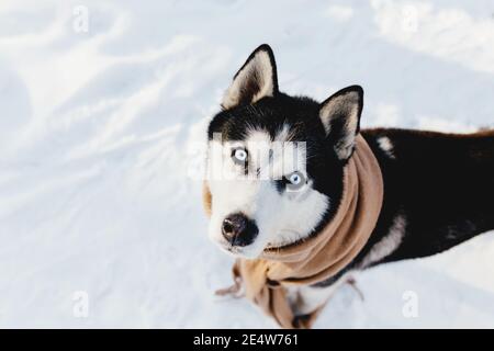 Husky in einem Schal in einem verschneiten Wald gewickelt Stockfoto