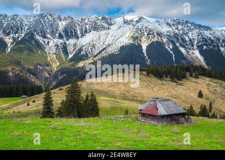 Majestätische alpine ländlichen Ort mit wackligen Holzhütte und hoch schneebedeckten Piatra Craiului Berge, Pestera Dorf, Siebenbürgen, Rumänien, Europa Stockfoto