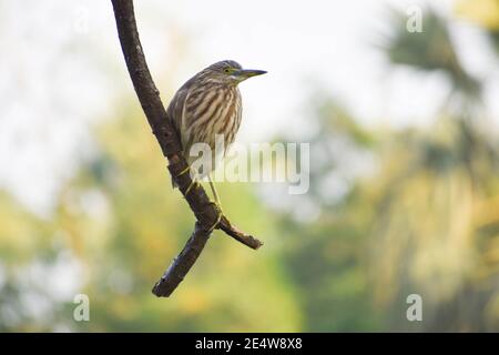 Wildlife Vögel von Indien .Indian Reiher sitzen auf Baum Zweig Blick seitwärts mit grünen Weichzeichnung Hintergrund. Stockfoto