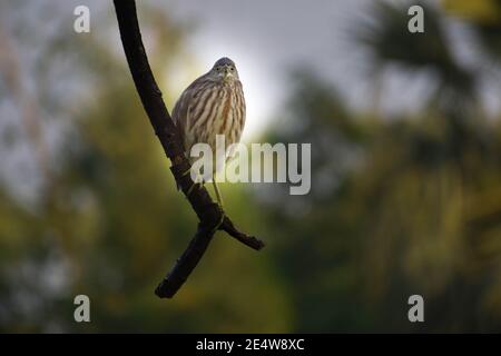 Wilder Reiher Vogel sitzt auf Baum Ast Blick gerade Stockfoto