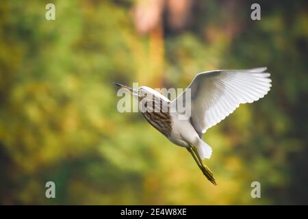 Wildlife Vogel Bilder von Reiher ( American Bittren) Fliegen hoch mit offenen Flügeln.Brauner Körper und weiße Flügel Stockfoto