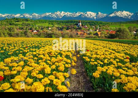 Schöne Frühling ländliche Landschaft mit gelben Tulpenfeldern und hohen schneebedeckten Bergen im Hintergrund. Blühende Felder mit Bergen, in der Nähe von Sibiu, Hosman vill Stockfoto