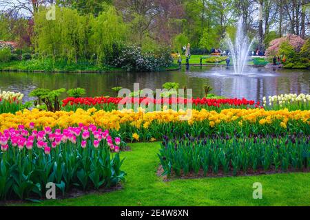 Schöne dekorative Blumenplantage mit bunten verschiedenen Tulpen und Frühlingsblumen, Keukenhof Garten, Niederlande, Europa Stockfoto