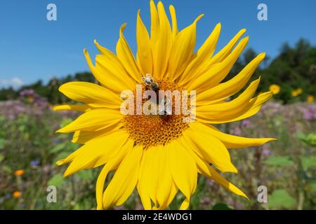 Sonnenblume in Nahaufnahme mit zwei Bienen Stockfoto