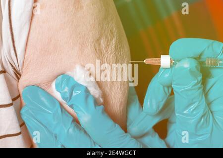 Sehr alter Mann bekommt Coronavirus-Impfstoff. Nahaufnahme. Injektion an ältere Menschen zu Hause. Spritze mit Medizin Ärzte Hände in blauen Handschuhen. Stockfoto