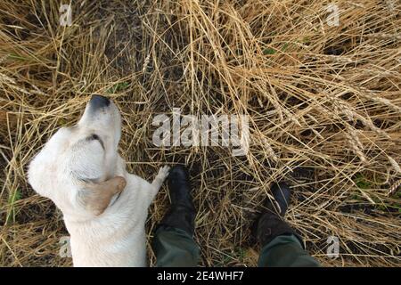 Hunter mit labrador Hund im hohen Gras auf der Suche nach Beute. Herbst. Stockfoto